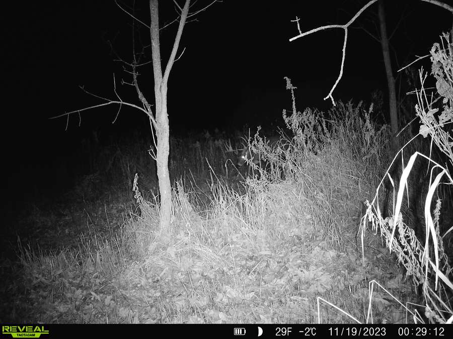 Stud buck 2.jpg